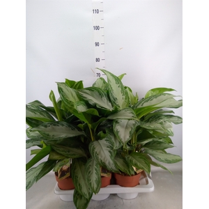 Aglaonema  'Silver Bay'