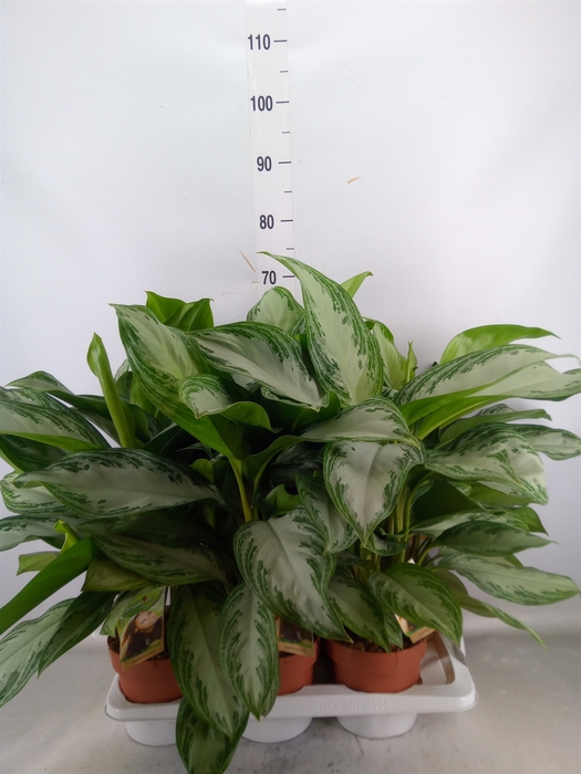 <h4>Aglaonema  'Silver Bay'</h4>
