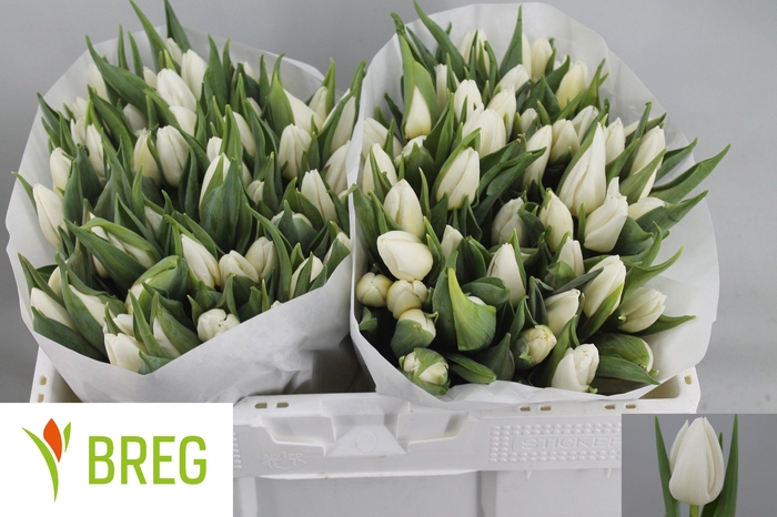 <h4>TU EN WHITE PRINCE</h4>