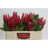 Protea Cynaroides Madiba