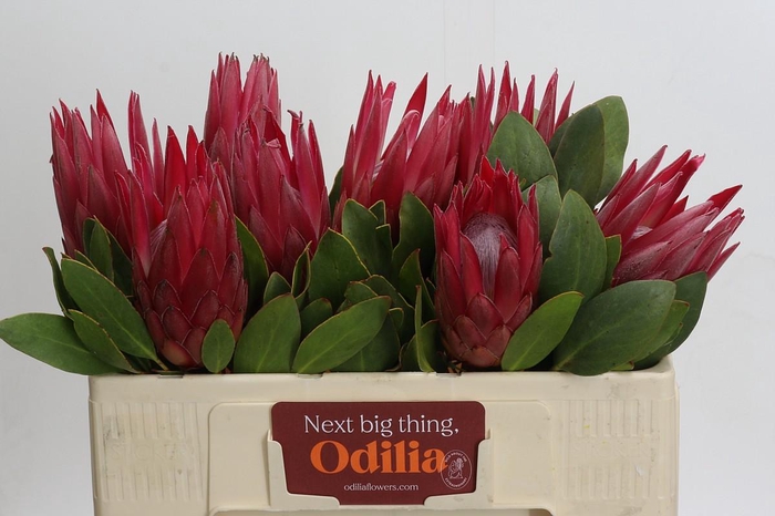 <h4>Protea Cynaroides Madiba</h4>