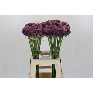 Allium Misses Bouquet