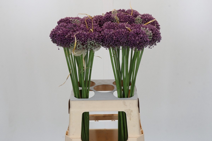<h4>Allium Misses Bouquet</h4>