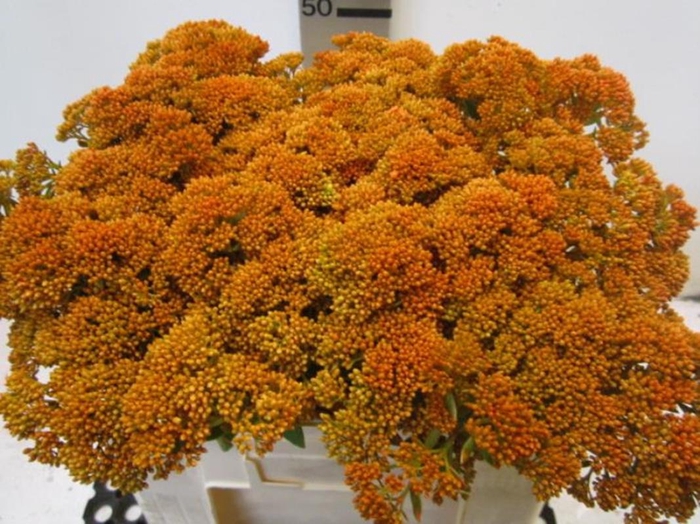 Sedum Oranje