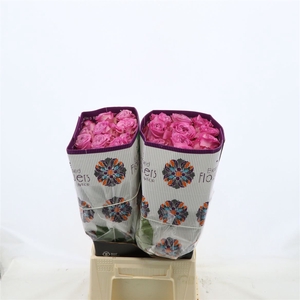 Rosa gr Queens Crown