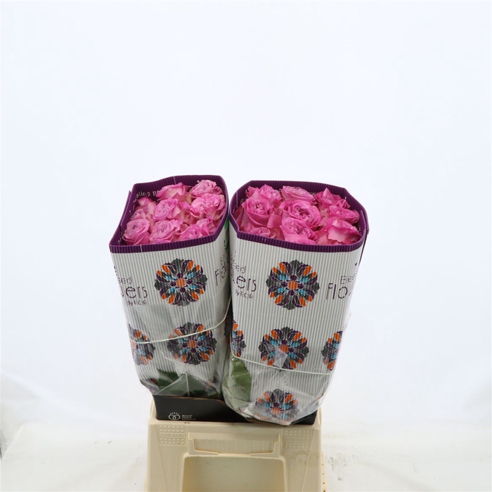 <h4>Rosa gr Queens Crown</h4>