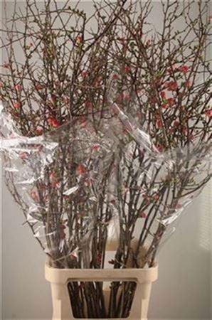 <h4>Chaenomeles Superba</h4>