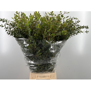 EUC PARVIFOLIA P BS