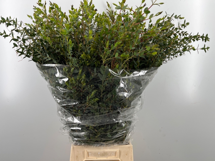 <h4>EUC PARVIFOLIA P BS</h4>