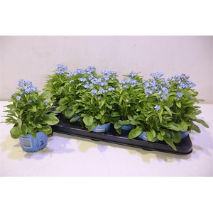 arr8 Myos Sy Mon Amie