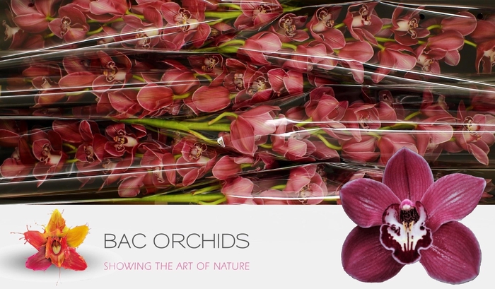 <h4>CYMB T SO GORGEOUS</h4>