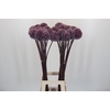 Allium Summer Drummer