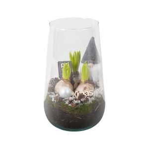 PTHCH2104 Arrangement Hyancint Christmas in glas vaas