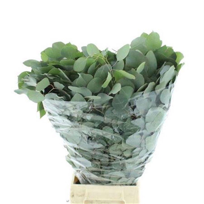 <h4>Euca Populus Long 200 Gr</h4>