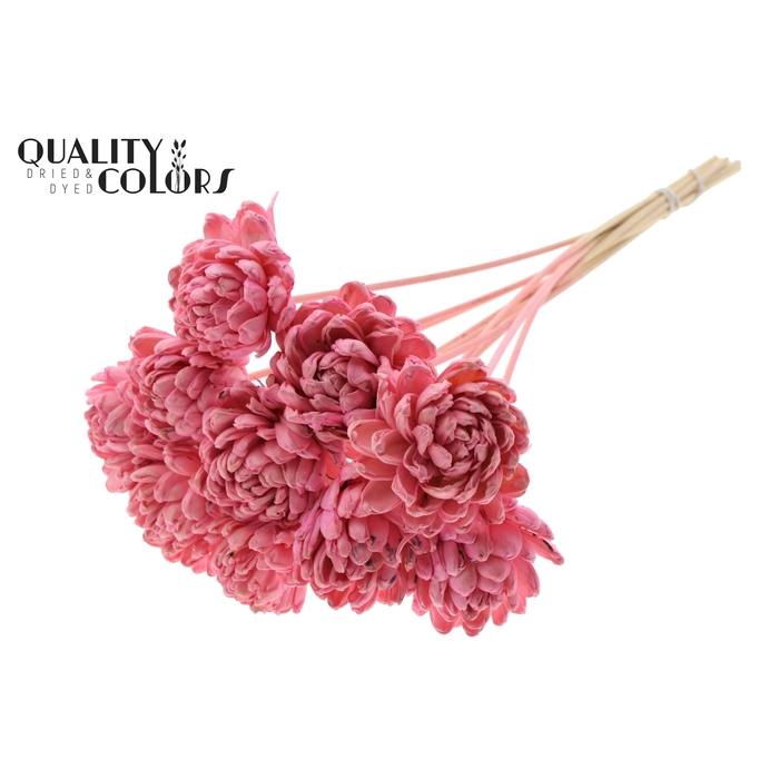<h4>Shola New Beauty Rose Ø8cm on stem Light Pink</h4>