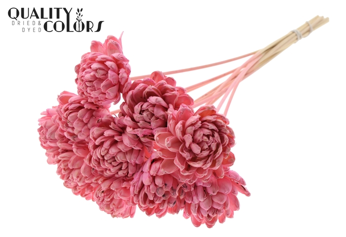 Shola New Beauty Rose Ø8cm on stem Light Pink
