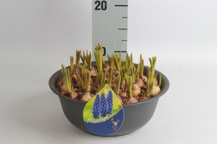 <h4>ARR MUSCARI</h4>