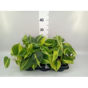 Philodendron scand. 'Brasil'