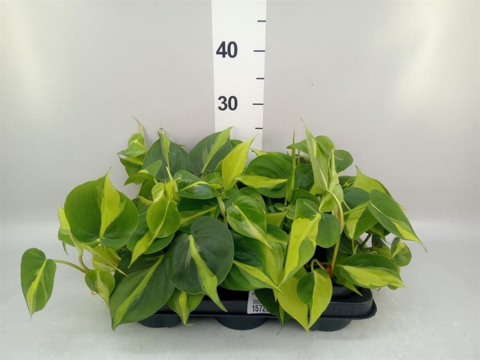 <h4>Philodendron scand. 'Brasil'</h4>