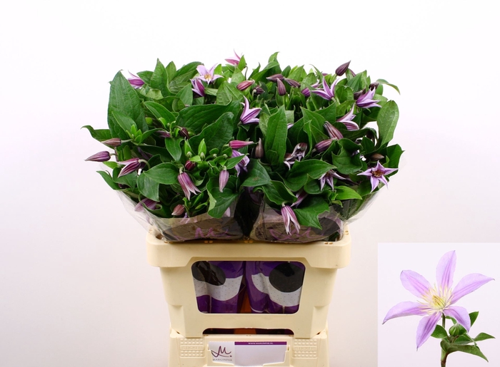 <h4>CLEMATIS DIVERSIF. 'STAR RIVER'</h4>