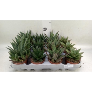 Aloe   ...mix