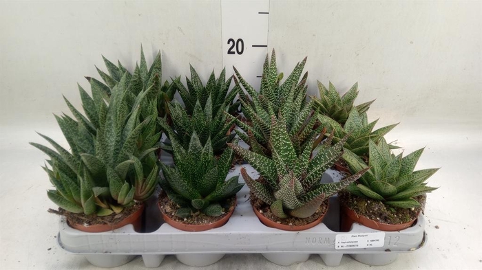 <h4>Aloe   ...mix</h4>