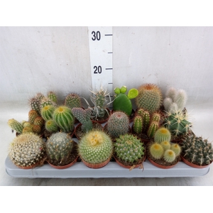 Cactus   ...mix
