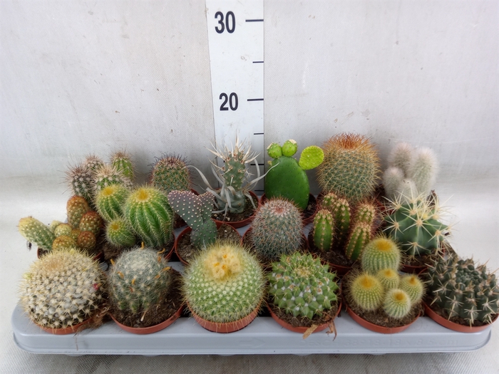 <h4>Cactus   ...mix</h4>