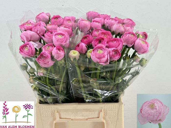 <h4>RAN AAZUR LI PINK</h4>