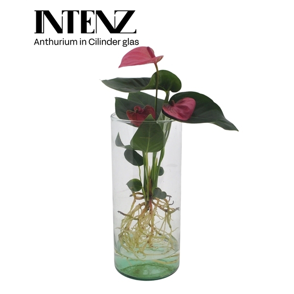 <h4>Anthurium in Cylinder glas - levertijd: 24 uur</h4>