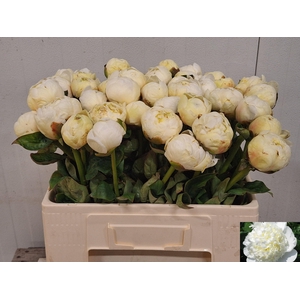 PAEO L BRIDAL SHOWER