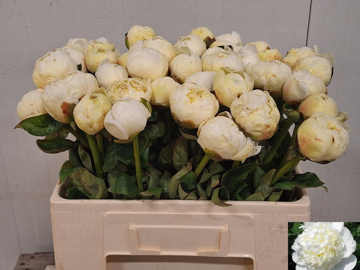 <h4>PAEO L BRIDAL SHOWER</h4>