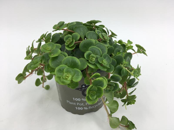 <h4>SEDUM MAKINOI TORNADO P10.5</h4>