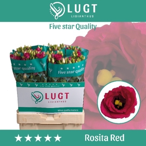 Lisianthus Rosita Red