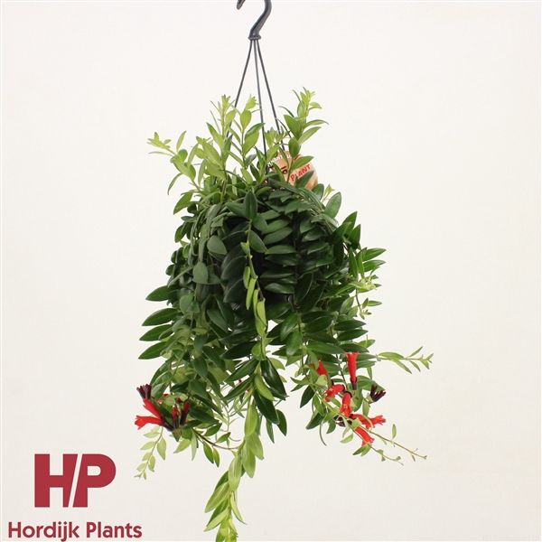 <h4>Aeschynanthus 'Caro Improved'; bloeiend</h4>