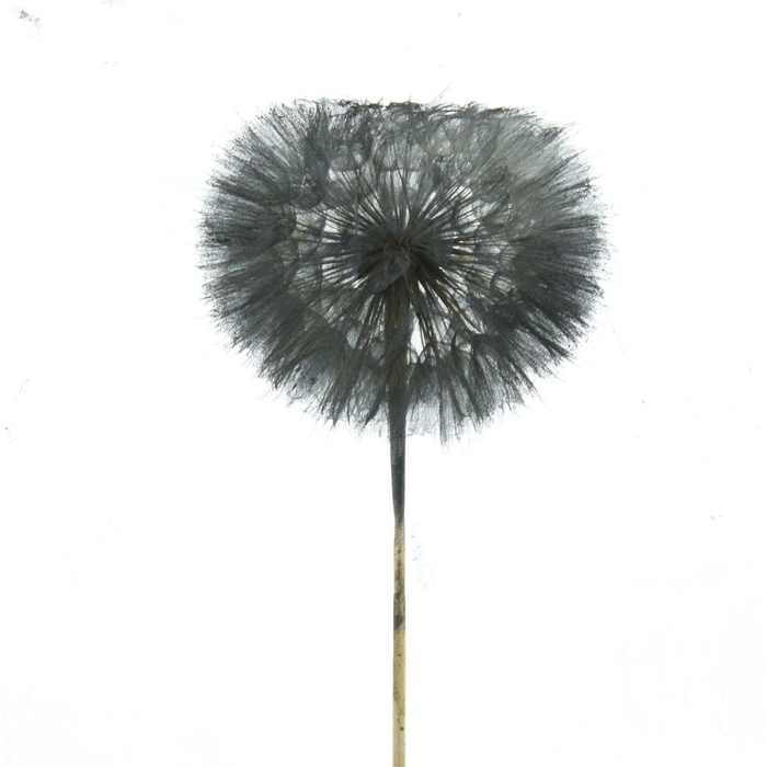 <h4>Pres Dandelion Black</h4>