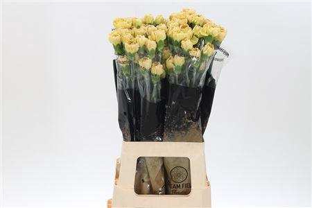 <h4>Di St Mustard</h4>