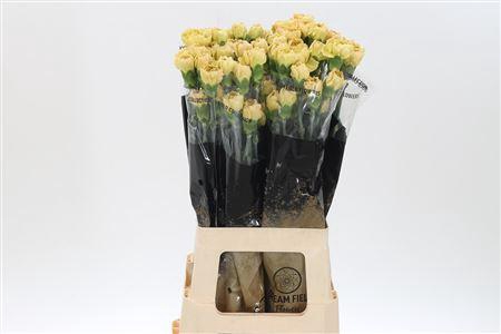 <h4>Di St Mustard</h4>