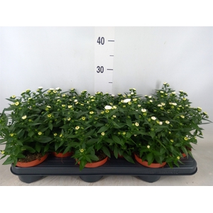 Aster n-b 'Starletta White'