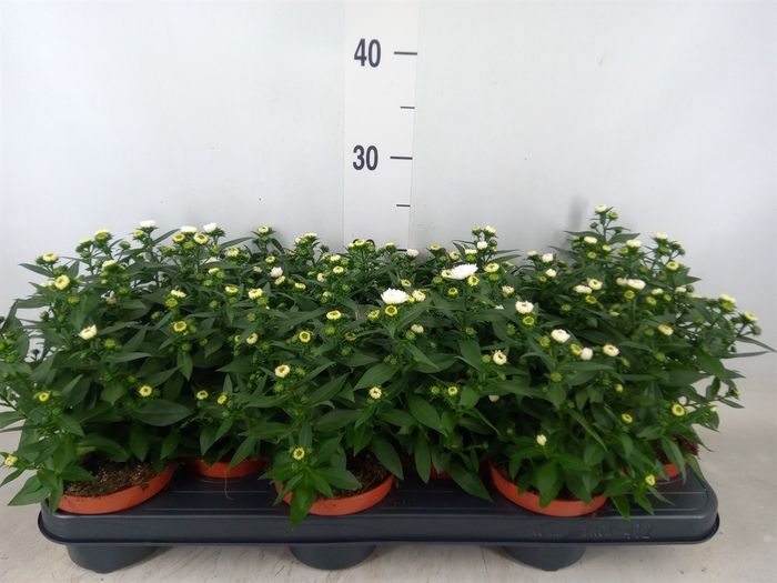 <h4>Aster n-b 'Starletta White'</h4>