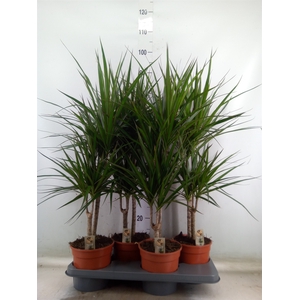 Dracaena marg.