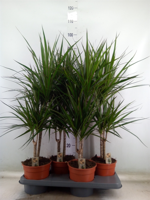 <h4>Dracaena marg.</h4>