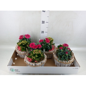 Arr.   Tuinplanten L%