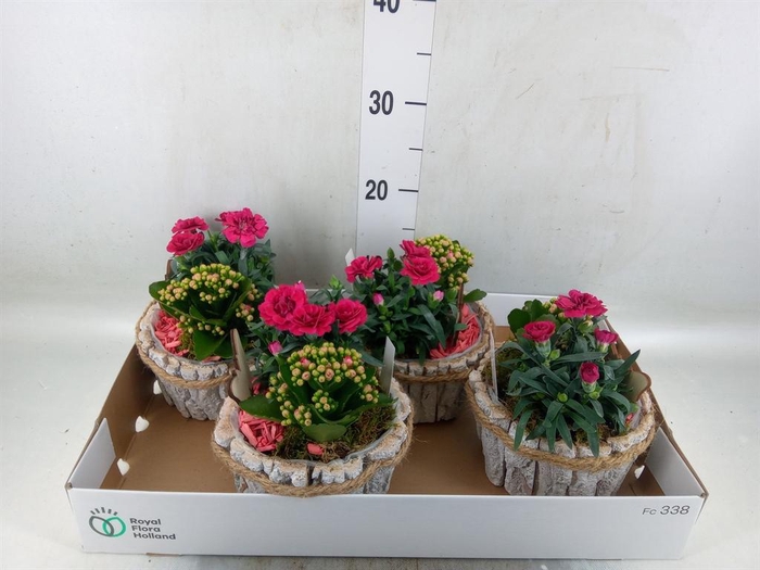 <h4>Arr.   Tuinplanten L%</h4>