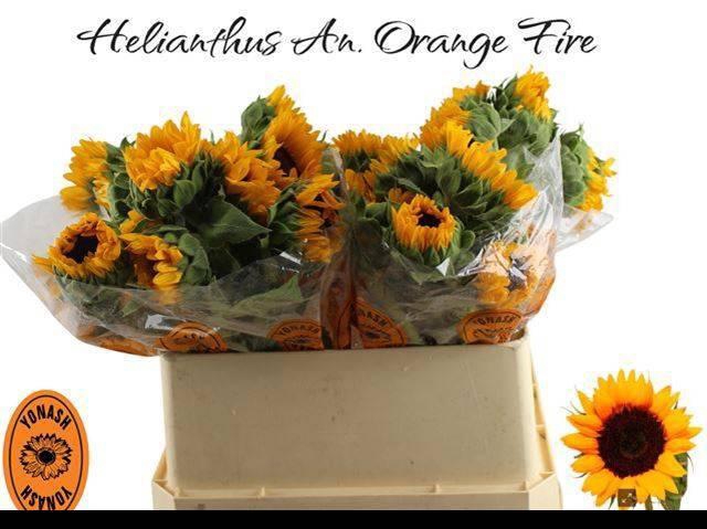 <h4>HELI ORANGE FIRE</h4>