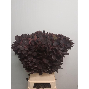 Cotinus C Royal Purple