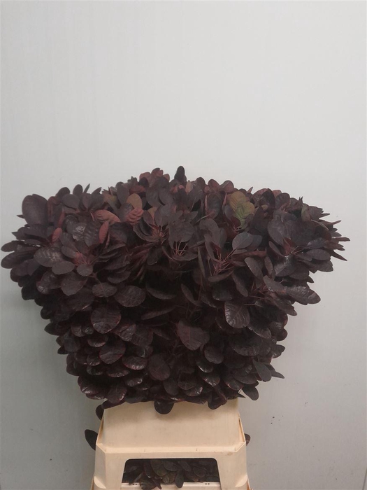 <h4>Cotinus C Royal Purple</h4>