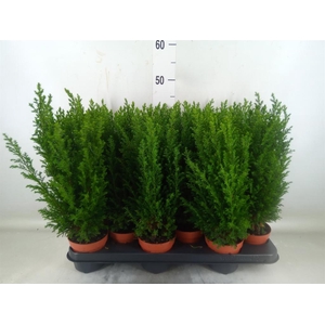 Chamaecyparis laws. 'Ellwoodii'