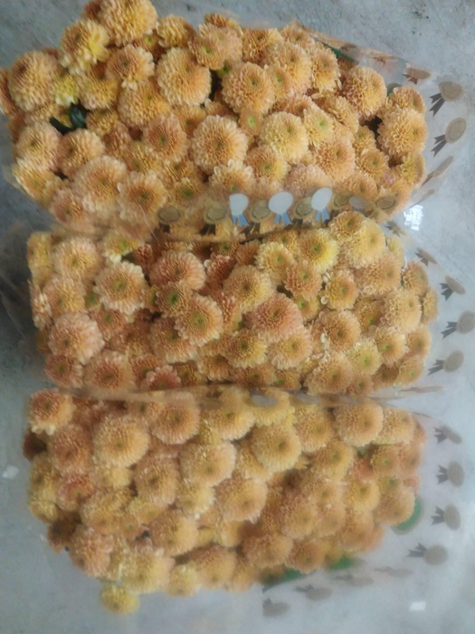 <h4>CHR S ELLISON PEACH</h4>