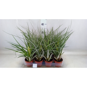 Tillandsia